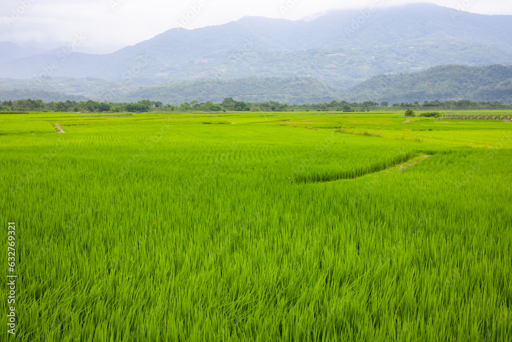 Fresh paddy rice field meadow