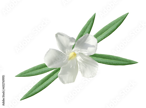 Εκτύπωση καμβά White nerium oleander flower with leaves isolated on white background