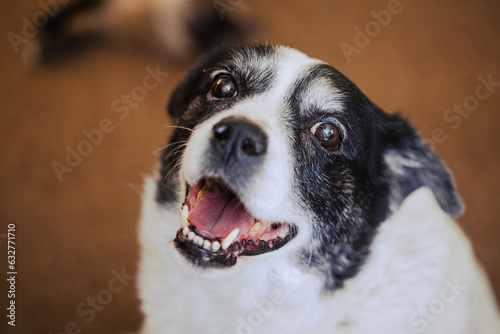 Retrato de perro feliz
