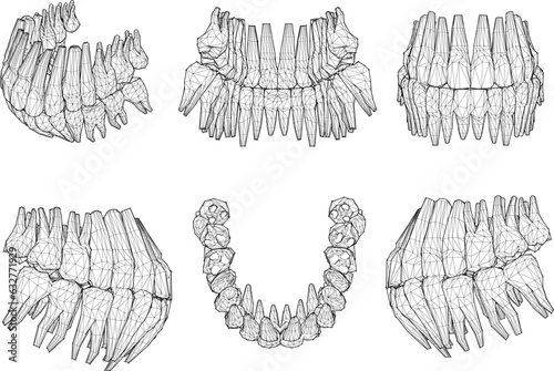 Sketch vector illustration of human dental skeletal structure for school education