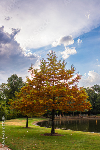 arbol otoñal