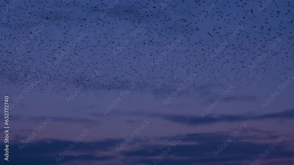 large flock of starlings silhouetted against clouds in a sunset sky, wildlife spectacle large flock of starlings silhouetted against clouds in a sunset sky, wildlife spectacle