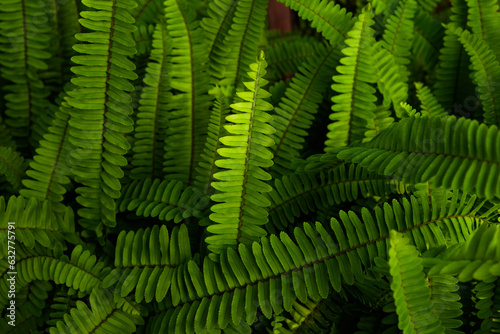 Lush Green Foliage: Macro Close-up of Ferns and Horsetails in Nature