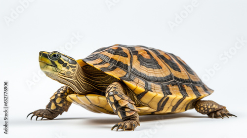 turtle, tortoise isolated on a white background
