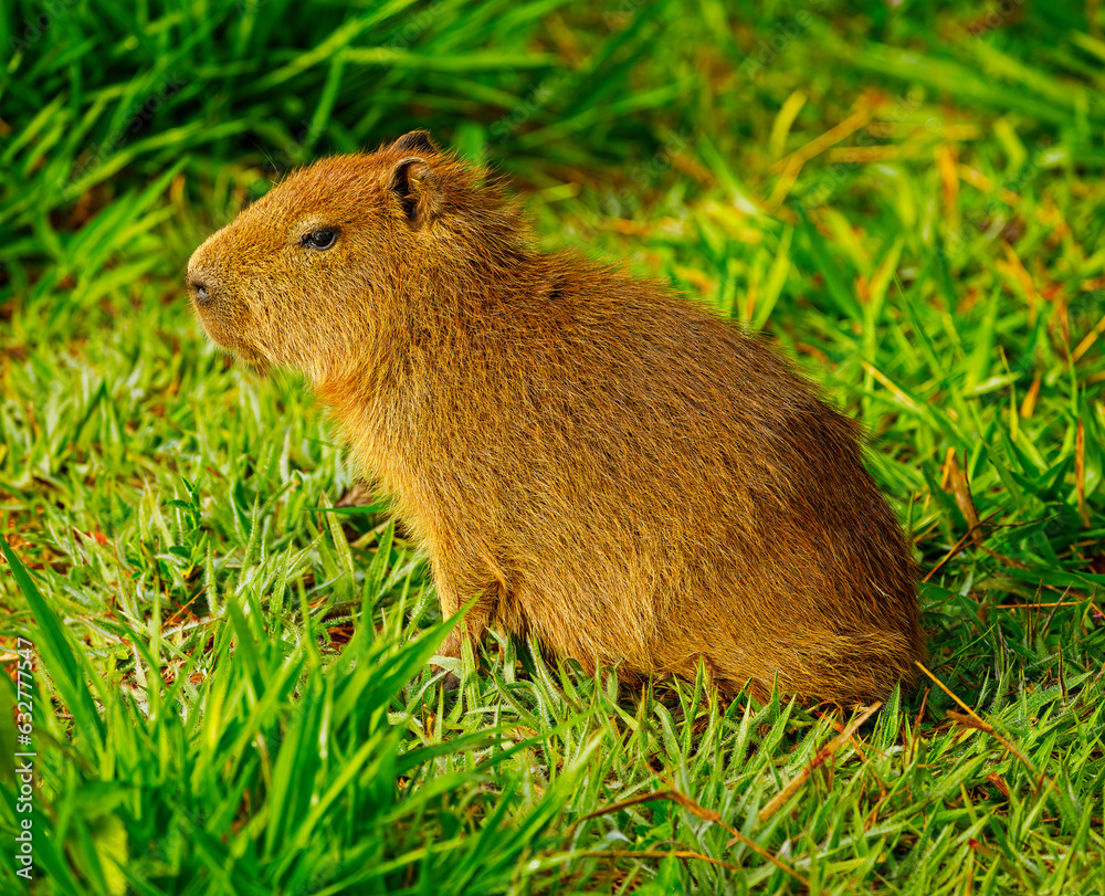 A close-up on a beautiful, young & small Cabypara (Hydrochoerus hydrochaeris), grazing by the lakeshore on a clear morning of a winter day A close-up on a beautiful, young & small Cabypara (Hydrochoerus hydrochaeris), grazing by the lakeshore on a clear morning of a winter day