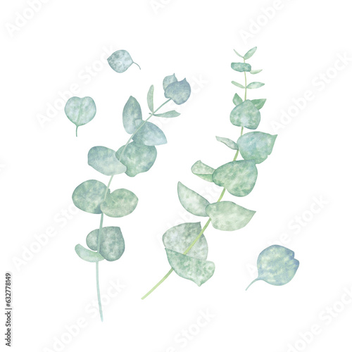 Set of twigs and leaves of eucalyptus isolated on transparent background. Watercolor illustration hand drawn. For cards, wedding invitations, mother's day, birthday, valentine's day, March 8, easter.