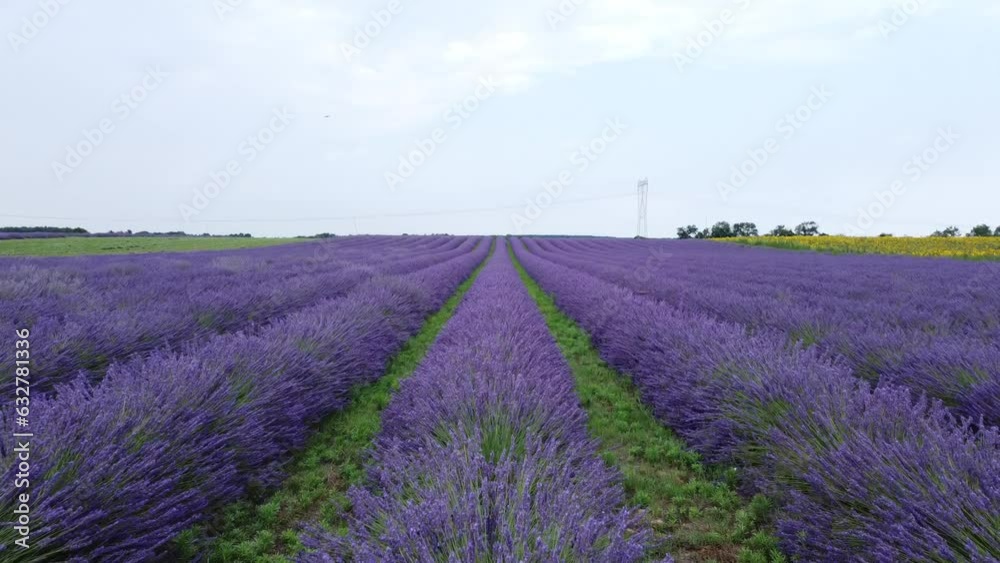 Lavander field filmed with a drone