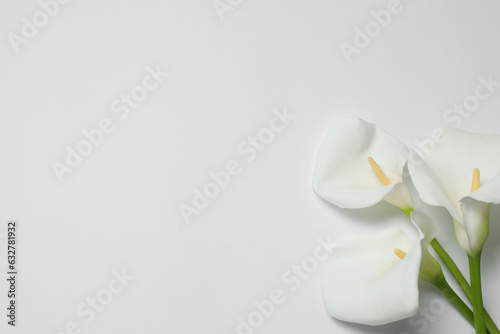 Obraz na plátne Beautiful calla lilies on white background, flat lay with space for text
