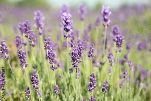 Beautiful blooming lavender growing in field, closeup. Space for text © New Africa
