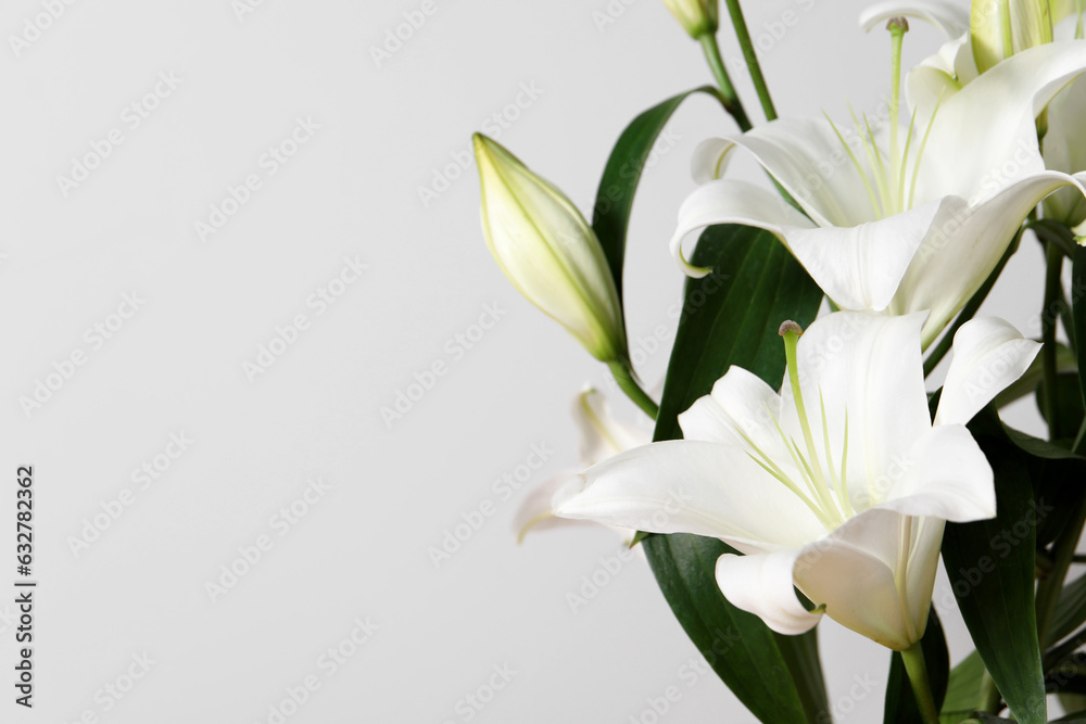 Fototapeta premium Beautiful lily flowers on white background, closeup. Space for text