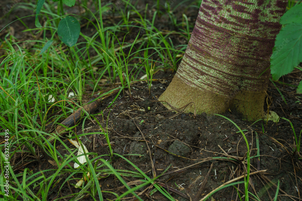 Obraz premium Papaya orchard in the rainy season.