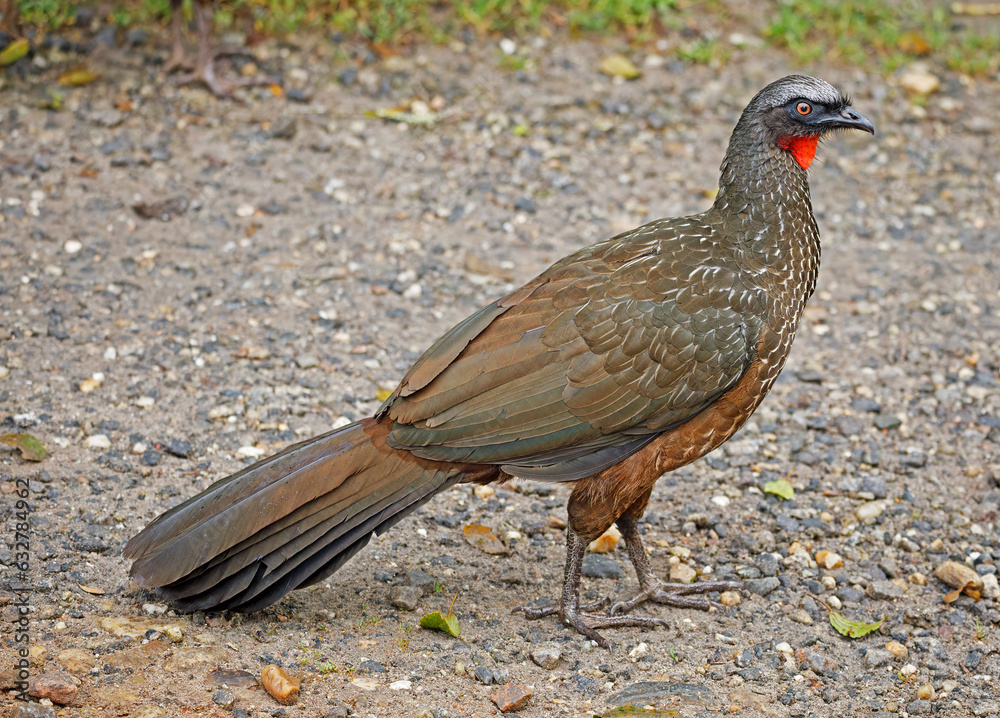 A majestic Dusky-legged Guan (Penelope obscura) close-up, after crossing a road by the mountain, on a cloudy morning of a winter day A majestic Dusky-legged Guan (Penelope obscura) close-up, after crossing a road by the mountain, on a cloudy morning of a winter day