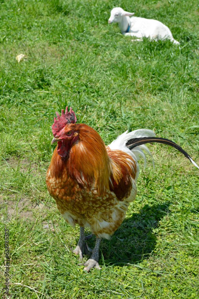 Fototapeta premium ニワトリ 雄鶏