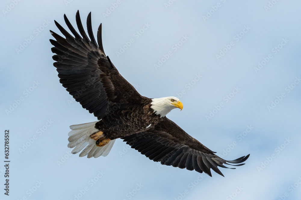 Mature Bald Eagle flying with wings out stretched. Mature Bald Eagle flying with wings out stretched.