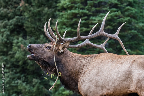 Closeup of a large bull Elk bugling during fall rut. 