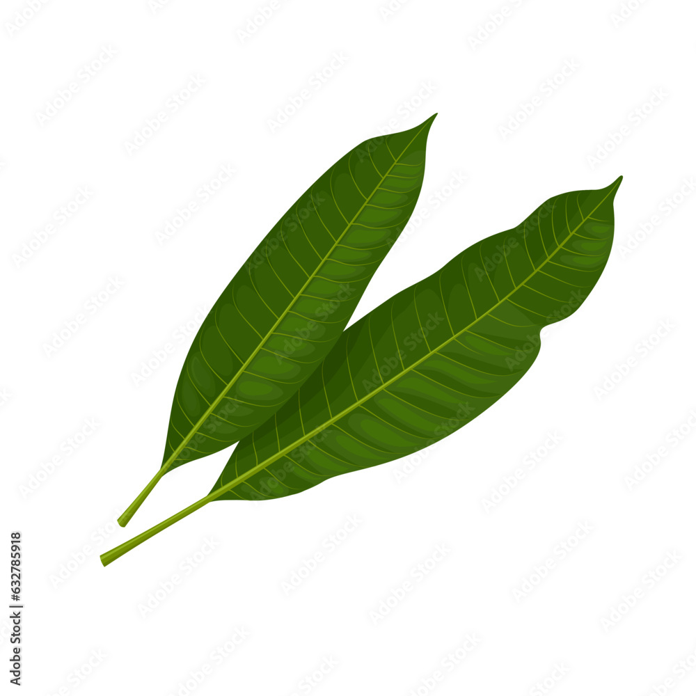 Fototapeta premium Vector illustration, fresh mango leaf, isolated on white background.