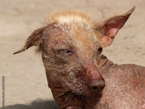 Peruanischer Nackthund photo