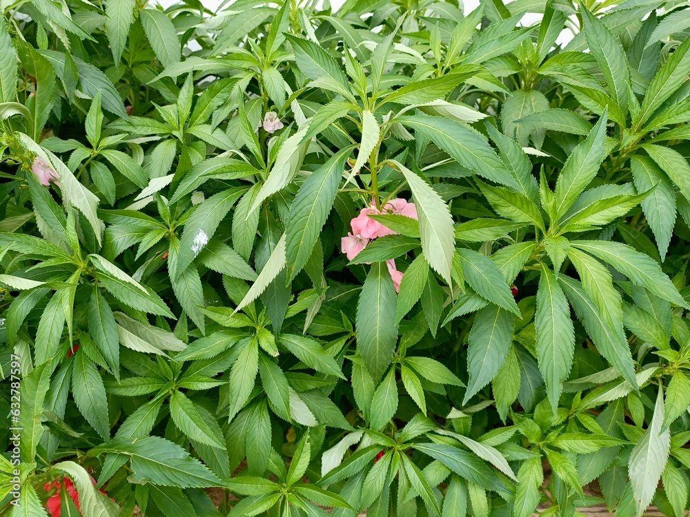 Obraz premium red and green leaves