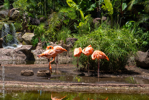 flamingos in the zoo