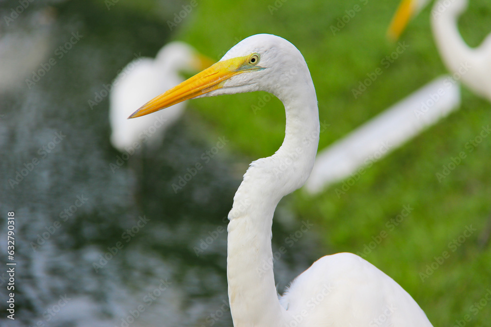 Great egret by the lake with blurred background Great egret by the lake with blurred background