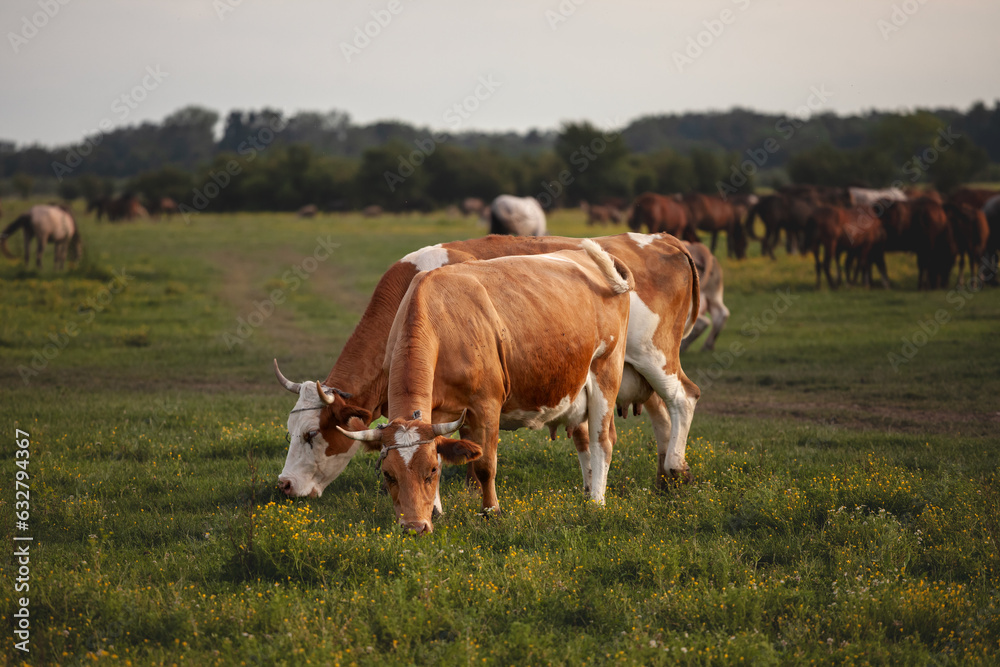 Selective blur on a herd of Holstein frisian cows with its typical brown and white fur, grazing and eating grass in a Serbian pasture. Holstein is a cow breed, known for its dairy milk production. Selective blur on a herd of Holstein frisian cows with its typical brown and white fur, grazing and eating grass in a Serbian pasture. Holstein is a cow breed, known for its dairy milk production.