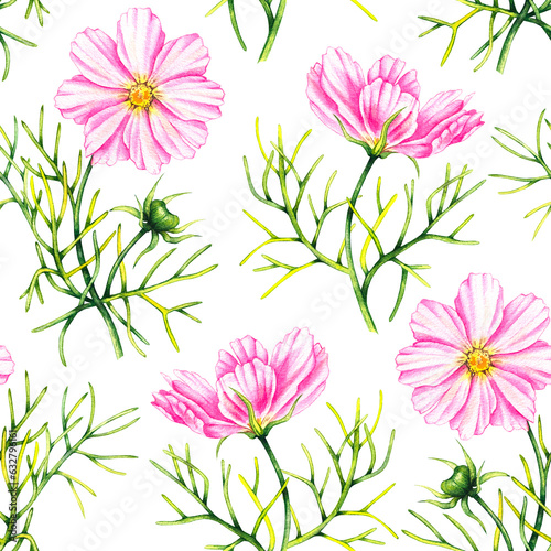 Watercolor cosmos flowers hand drawn seamless pattern