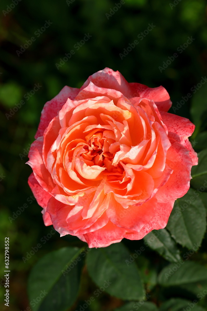 Beautiful rose in the garden, close-up. Nature background Beautiful rose in the garden, close-up. Nature background