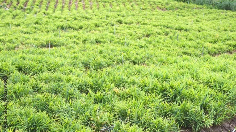 Ginger plantation. ginger (Zingiber officinale) crop planted and cultivated at agriculture field     