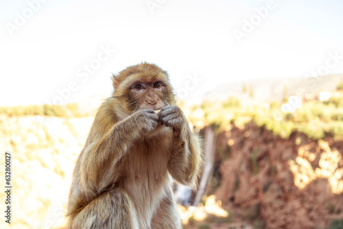Macaque monkey in Morocco by Ouzoud waterfalls