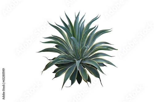 Isolated close-up image of a plant growing in dry land on a png file at transparent background.