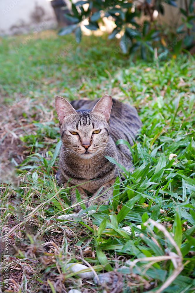 Tabby cat on the grass