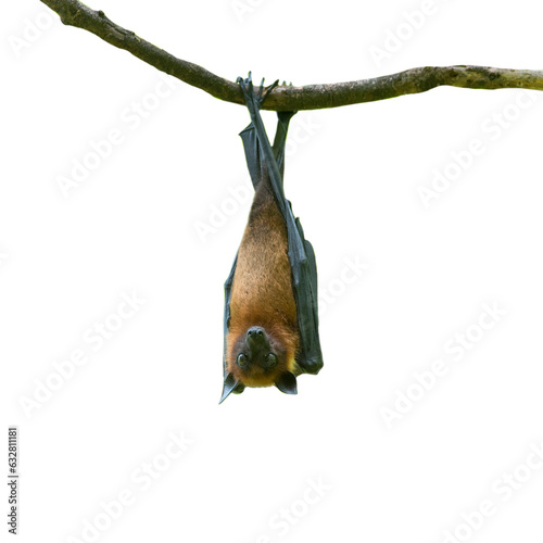 bat hanging upside down isolated on white background