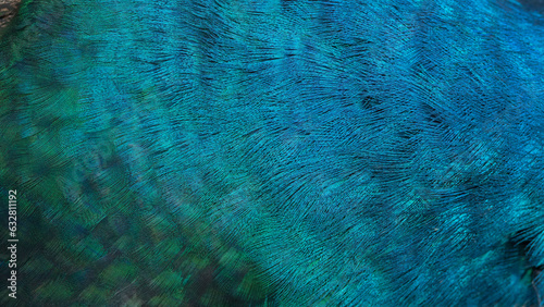 Blue peacock feather in closeup