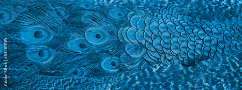 Blue peacock feather in closeup