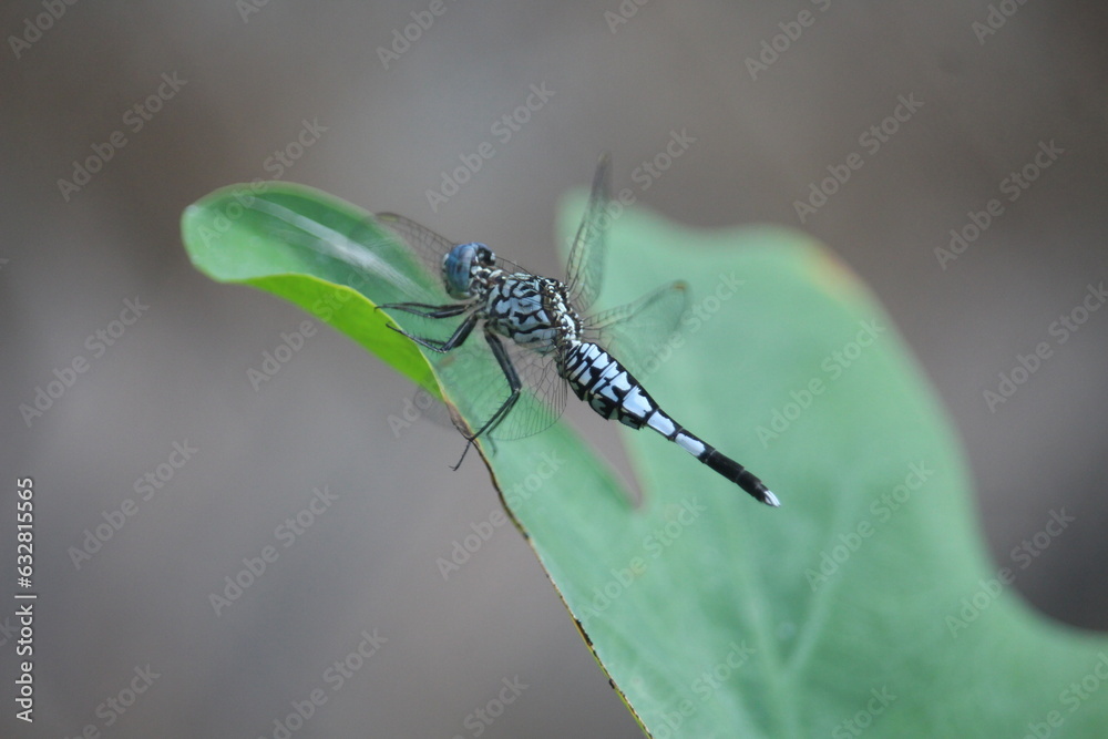 Fototapeta premium A dragonfly on a leaf