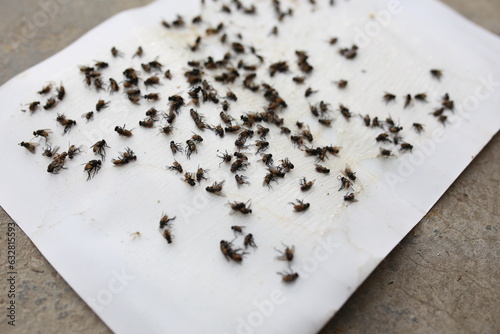 Close up of a group of dead flies on a white paper.