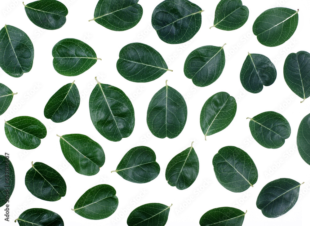 tropical leaf isolated on white background tropical leaf isolated on white background