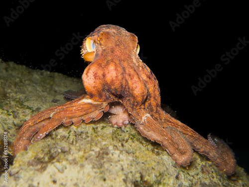 Angry octopus at night photo