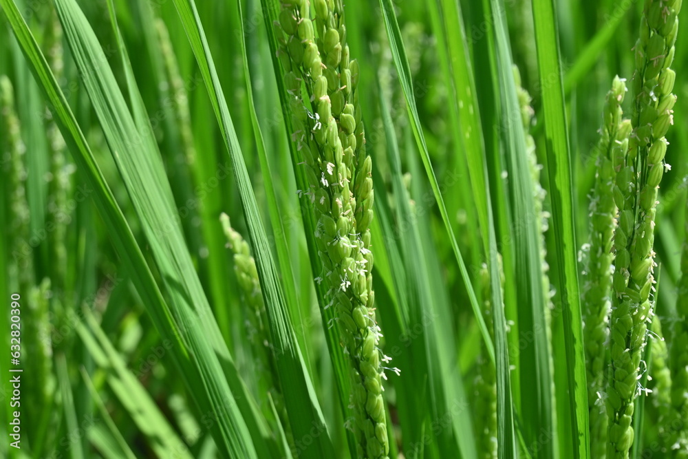Rice growing in paddy field. Agricultural background material. Rice growing in paddy field. Agricultural background material.