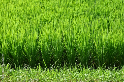 Rice growing in paddy field. Agricultural background material.
