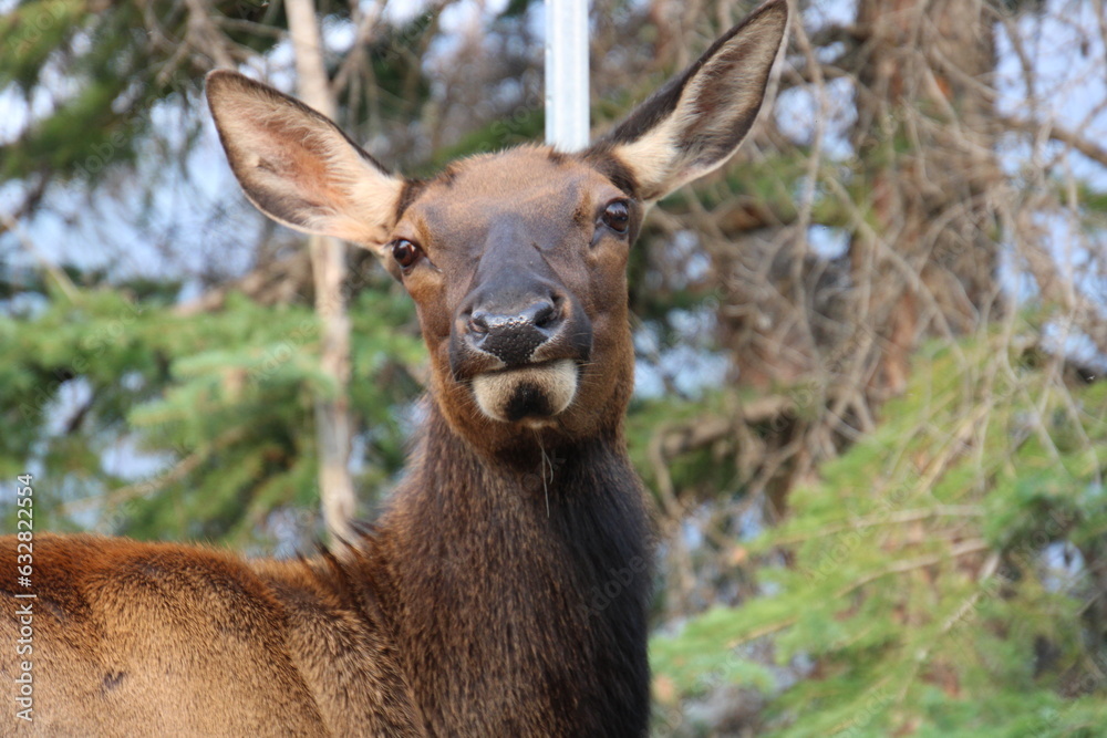 Close Up Of A Elk, Jasper National Park, Alberta