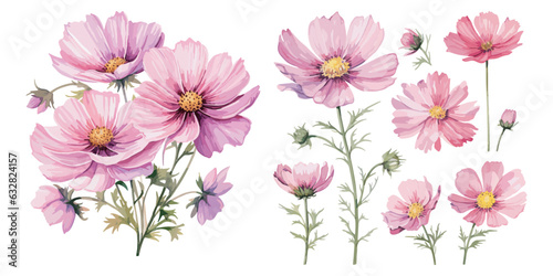 Canvastavla watercolor cosmos flower clipart for graphic resources