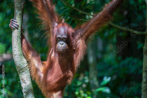 Wild orangutan in rainforest of Borneo, Malaysia. Orangutan mounkey in nature