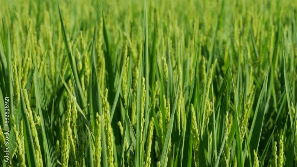 Rice ears bearing fruit, harvest, agriculture, paddy field Rice ears bearing fruit, harvest, agriculture, paddy field