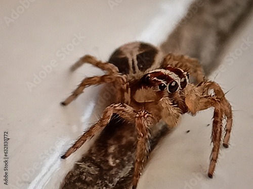 Plexippus paykulli. Pantropical jumping spider.