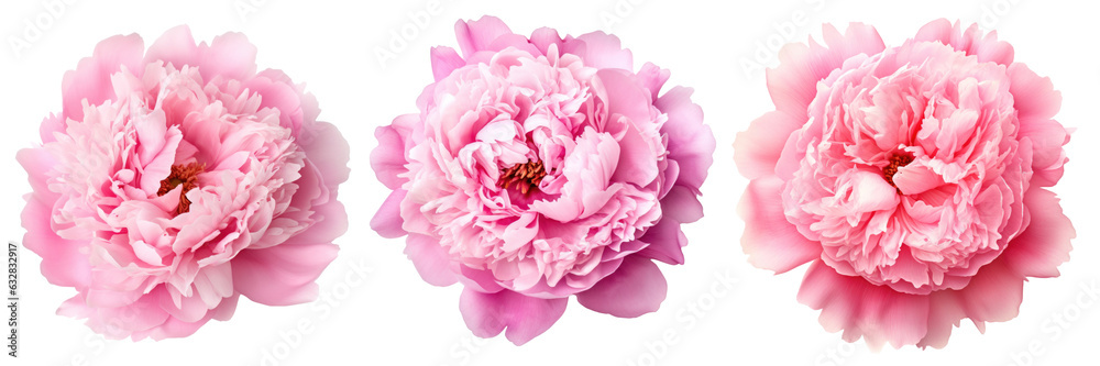 Lush pink peonies isolated on white background