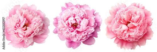 Lush pink peonies isolated on white background
