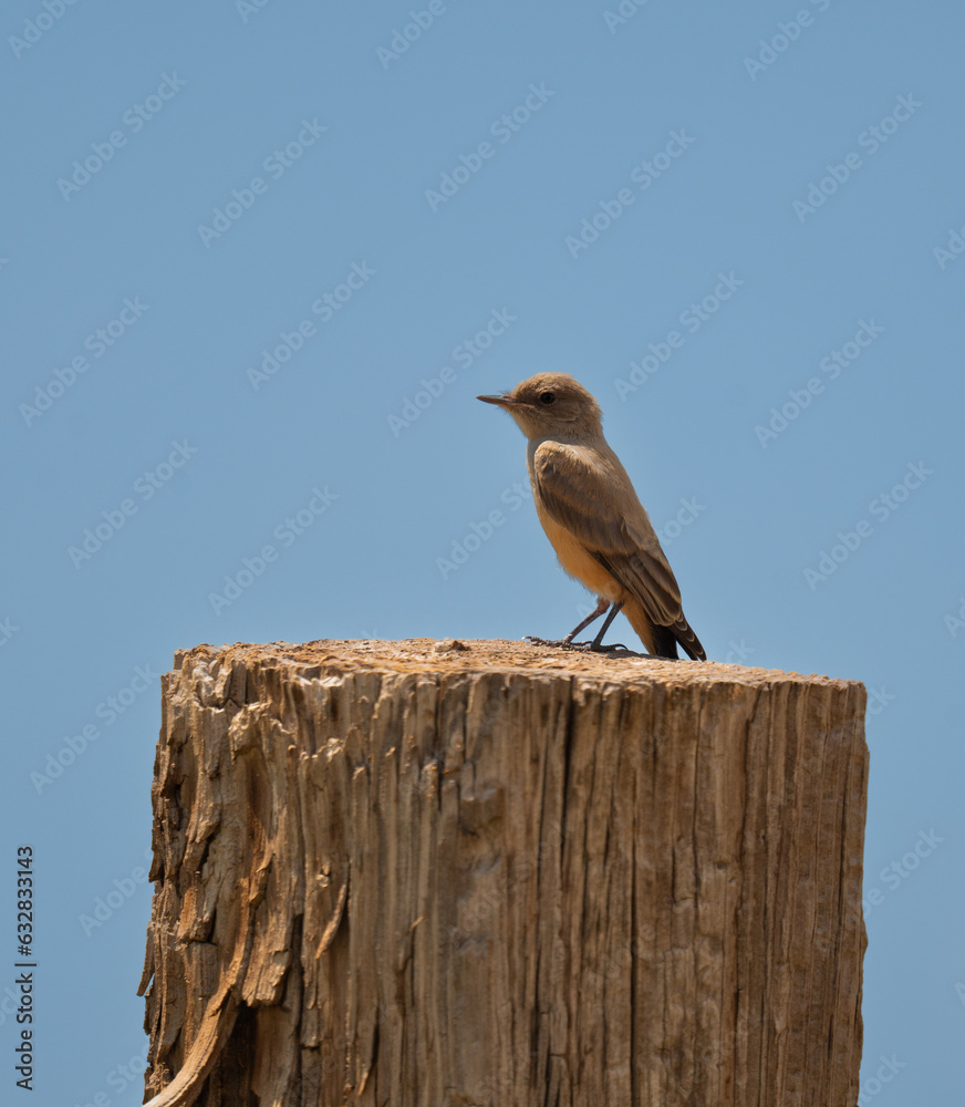 western kingbird perched on post in colorado western kingbird perched on post in colorado