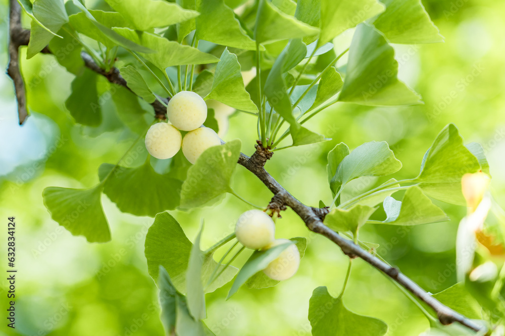 Ginkgo biloba, commonly known as ginkgo or gingko, maidenhair tree. is