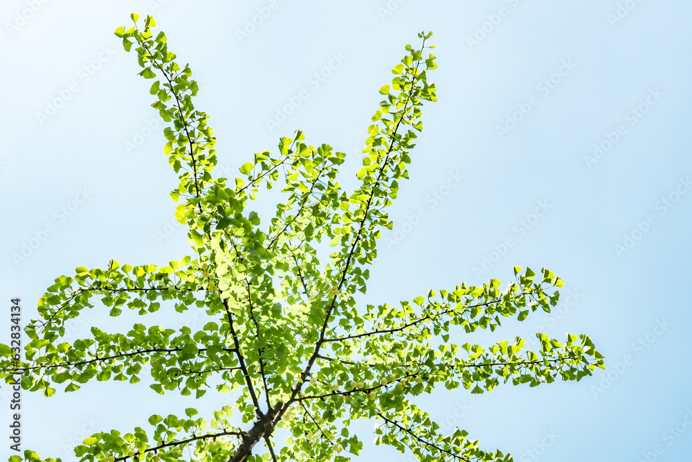 Ginkgo biloba, commonly known as ginkgo or gingko, maidenhair tree. is
